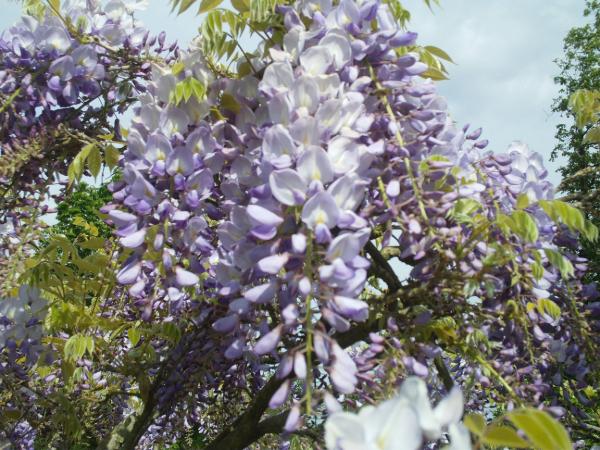 Glycine avril 2025 jardins trocadero domaine saint cloud