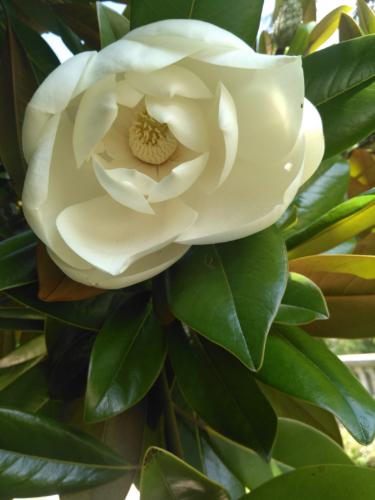 Magnolia serres d auteuil juillet 2023